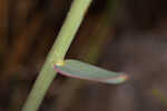 Florida pineland spurge